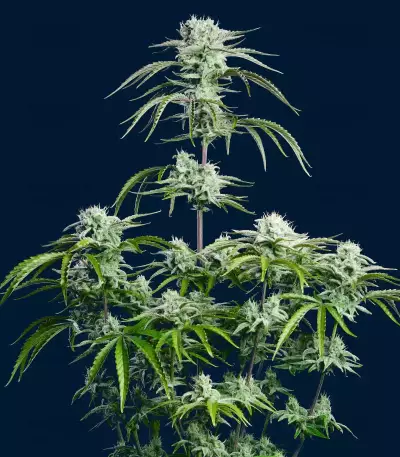 Strawberry Banana Auto feminisierte Samen (Fast Buds)