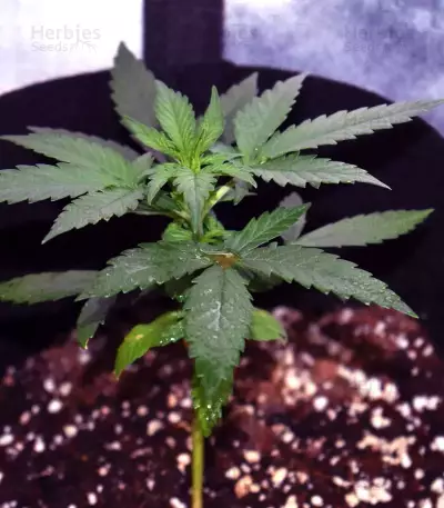 THC Pro (Big Head Seeds) Cannabis-Samen
