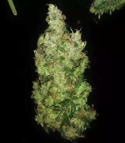 Three Blue Kings (Humboldt Seeds Organization) Cannabis-Samen