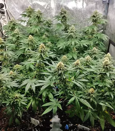 Z (Original Sensible Seeds) Cannabis-Samen