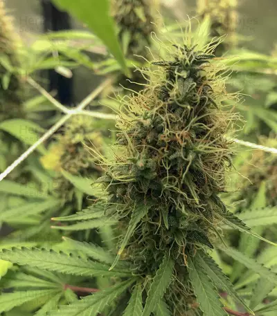 Cali Bay Dream (Garden of Green Seeds)