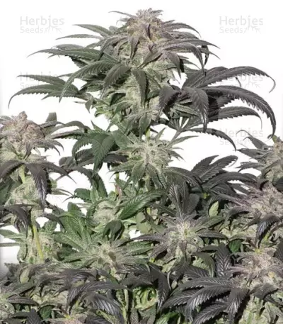 Bubba Island Kush (Dutch Passion) Cannabis-Samen