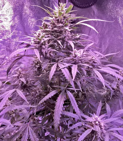 60 Day Lemon Autoflower (DNA Genetics) Cannabis-Samen