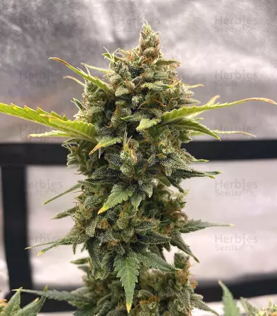 Original Auto Chemdawg (Fast Buds) Cannabis-Samen