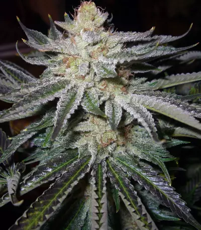 818 Headband