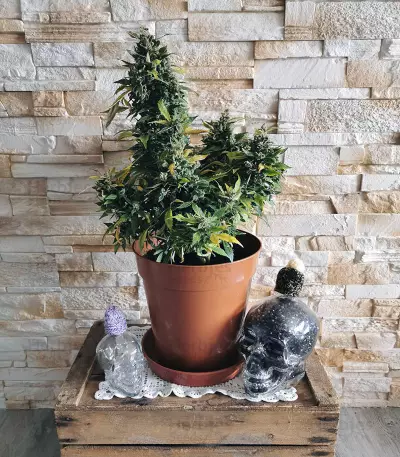 Original Auto Russian (Fast Buds) Cannabis-Samen