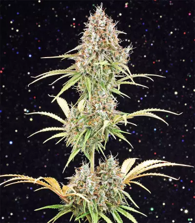 Amnesia Haze Automatic (RQS) Cannabis-Samen