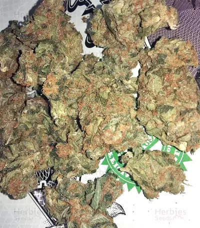 Amnesia (Seedstockers) Cannabis-Samen