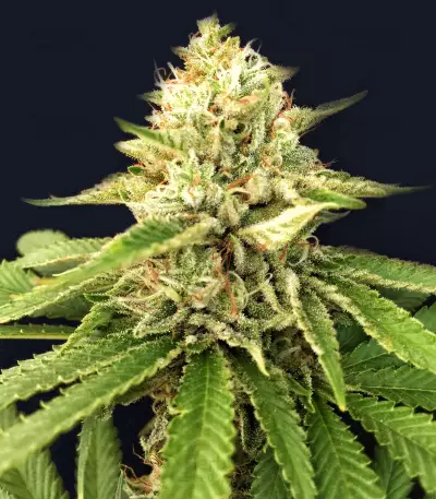 Auto Ghost OG (Original Sensible Seeds) Cannabis-Samen