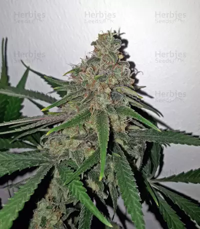 Canalope Haze (DNA Genetics)