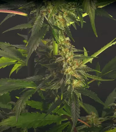 Chem-Bomb Auto (Humboldt Seeds Organization)
