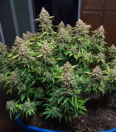Critical Super Silver Haze (Delicious Seeds)