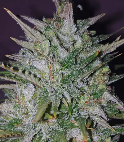 Dreamberry Auto (Auto Seeds) Cannabis-Samen