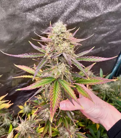 Guava Auto feminisierte Samen (Fast Buds)