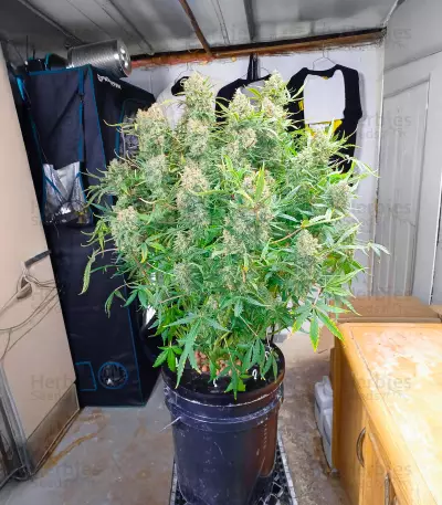 Guava Auto feminisierte Samen (Fast Buds)