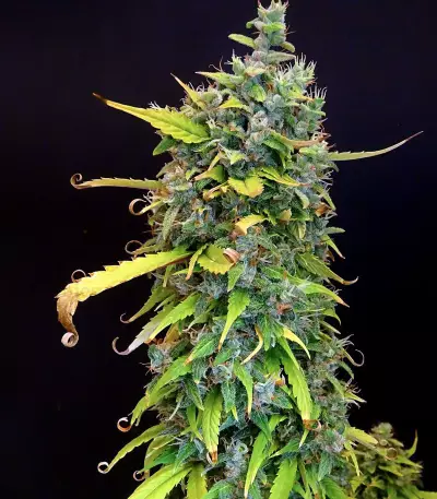 GG#4 Original Glue Auto strain