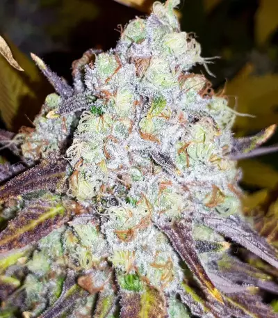 Grand Daddy Purp (Grand Daddy Purp) Cannabis-Samen
