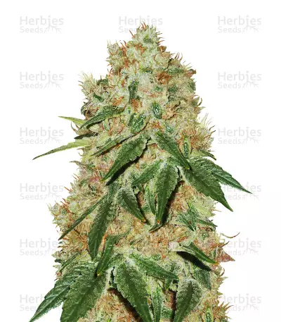 Grandaddy Banner (Big Head Seeds) Cannabis-Samen