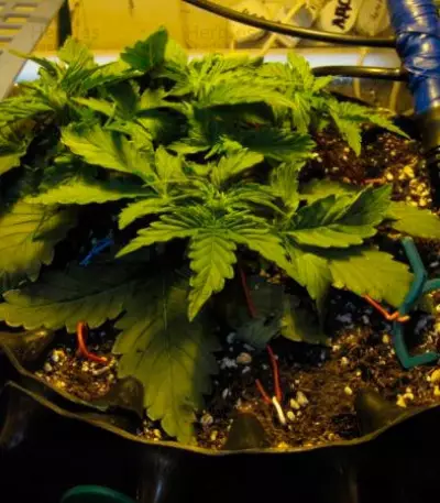 Il Diavolo Auto (Delicious Seeds) Cannabis-Samen