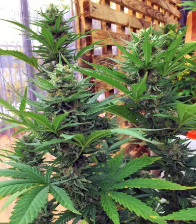 Jamaican Pearl strain