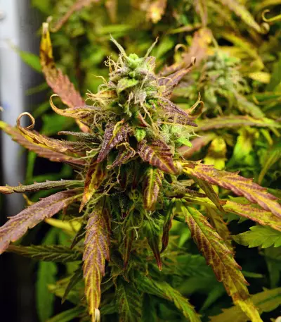 LSD Auto (Barney's Farm) Cannabis-Samen