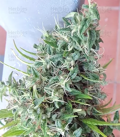 Lebanese Regular strain