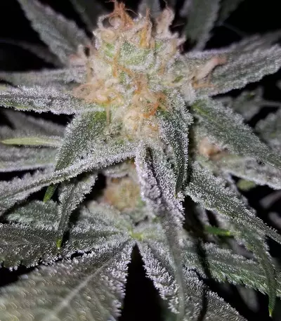 Original Glue (Nirvana Seeds) Cannabis-Samen