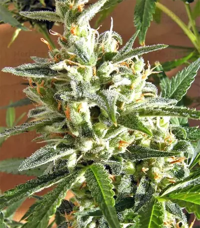 Panama regular (Ace Seeds) Cannabis-Samen