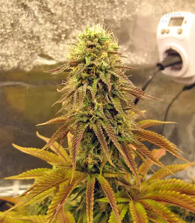 Peyote Purple Regular (CannaBioGen) Cannabis-Samen