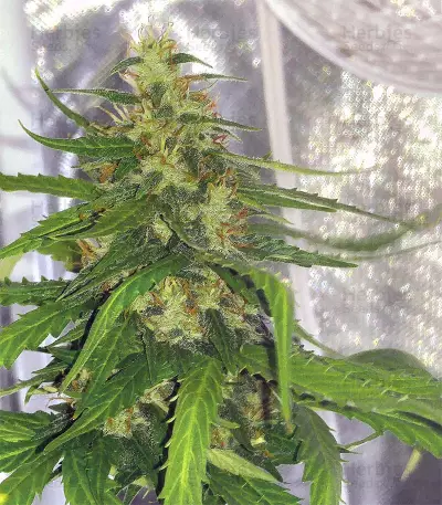 Polar Express Auto strain