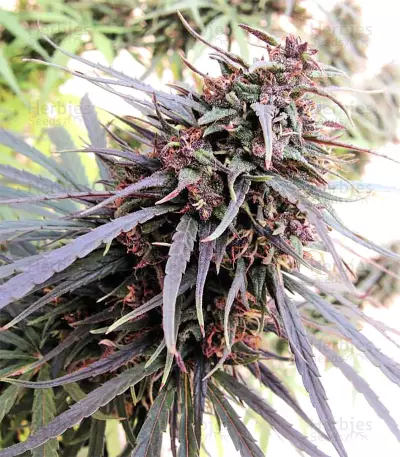 Purple Haze x Malawi (Ace Seeds) Cannabis-Samen