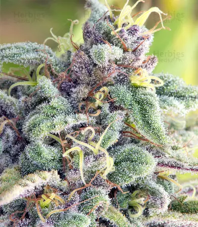 Sherbet (Seedstockers) Cannabis-Samen