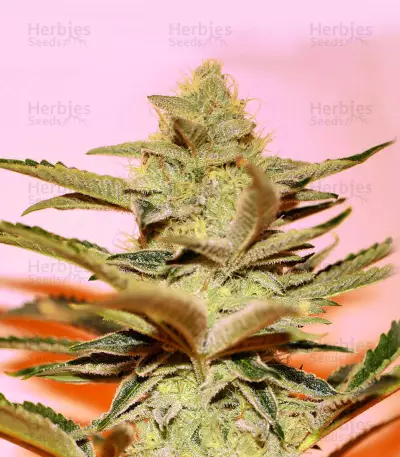 Stracciatella (T.H. Seeds) Cannabis-Samen