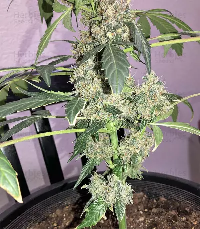 Super Auto Lemon Haze (Original Sensible Seeds) Cannabis-Samen
