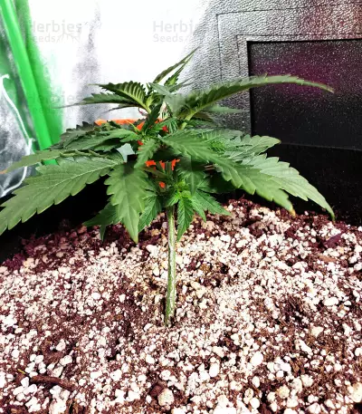 Z Auto (Original Sensible Seeds) Cannabis-Samen