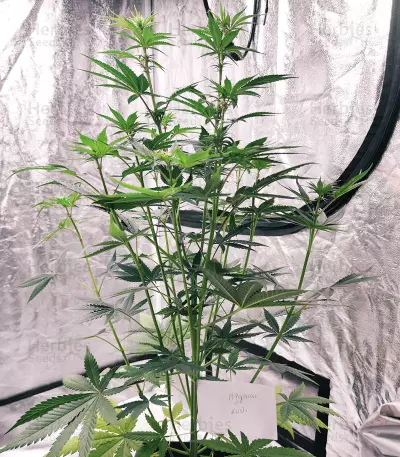 Afghan Kush Regular (World of Seeds) Cannabis-Samen