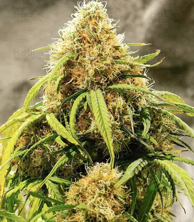 Big Bang Auto (GHS) Cannabis-Samen