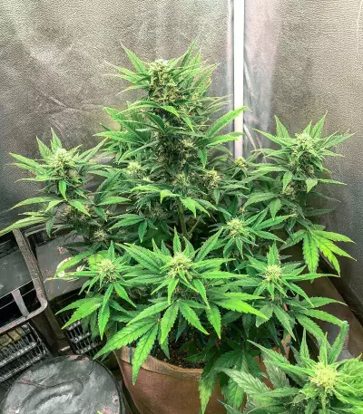 Big Bomb Auto (Bomb Seeds) Cannabis-Samen