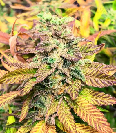 Chem Cookies feminisierte Samen (AlphaFem Seeds)