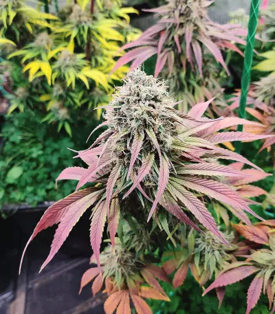 Cotton Candy Cane (Emerald Triangle Seeds) Cannabis-Samen