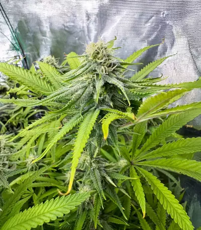 Delicious Cookies feminisierte Samen (Delicious Seeds)
