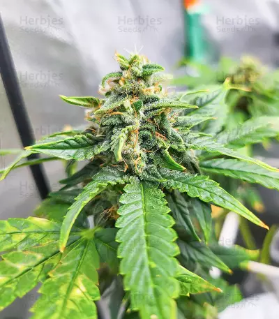 Dozy Doz feminisierte Samen (AlphaFem Seeds)