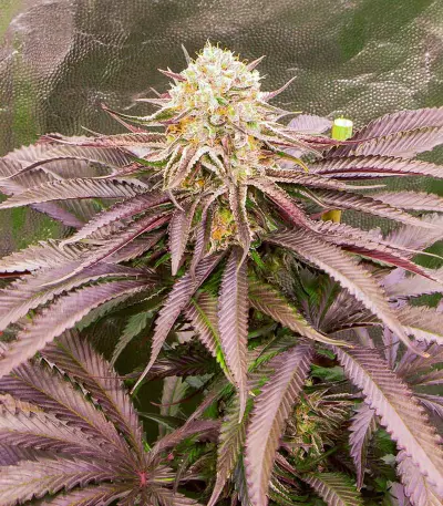 Dozywelly OG feminisierte Samen (AlphaFem Seeds)