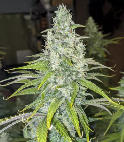 Eleven Roses Early Version feminisierte Samen (Delicious Seeds)