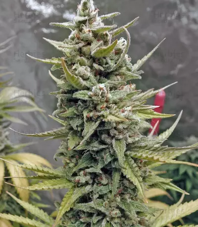G13 Haze (Barney's Farm) Cannabis-Samen