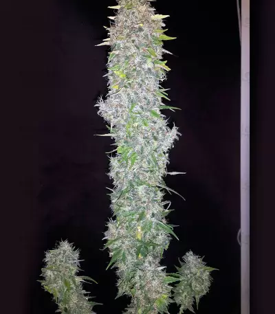 G13 Haze (Barney's Farm) Cannabis-Samen