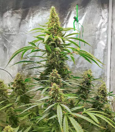 Gorilla Purple Autoflower feminisierte Samen (EGS)