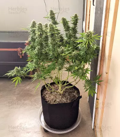 Gorilla SFV OG (Expert Seeds) Cannabis-Samen