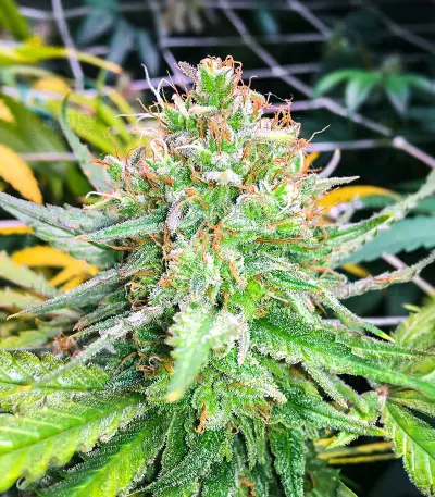 Grand Daddy Purple Fast Version feminisierte Samen (EGS)