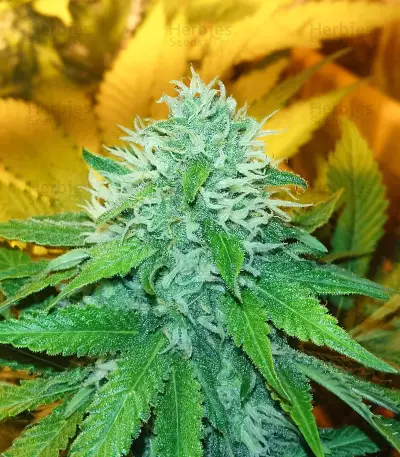 Green Ninja (Heavyweight Seeds) Cannabis-Samen